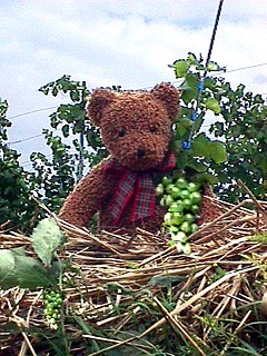 Toni sucht nach Trauben